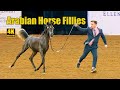 Cute Weanling Filly Champ - Arabian Horse National Breeder Finals Show