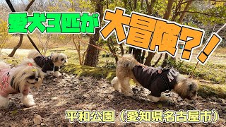 【シーズー】愛犬３匹が大冒険⁈#多頭飼い#平和公園#散歩