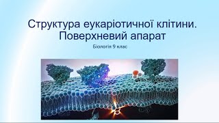 Біологія 9 клас. Поверхневий апарат клітини. Еукаріоти. Цитоз. Надмембранний, Підмембранний комплекс