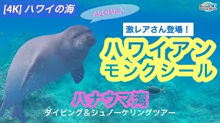 4K【ハワイアンモンクシール】ハナウマ湾でダイビング＆シュノーケリングしてたら、激レアさんにバッタリ遭遇！！Hawaiian Monk Seal at Hanauma Bay