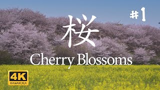 【Cherry Blossoms in Japan]】#1 Relaxation Film