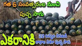 నాలుగు ఎకారాలో పుచ్చ సాగు| ఎకారాకు 20 టన్నుల దిగుబడి|| Watermelon Cultivation| Puchhakaya Sagu||