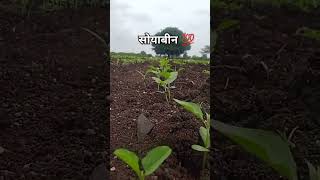 सोयाबीन #farming# soybean paneer#सोयाबीन पेरणी