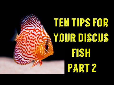 Discus Fish Care Tips | Ten Tips Part 2 | Discus Fish Care Tips In ...