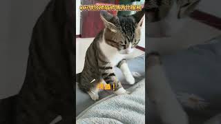 003號技師喵師傅為你服務，一會記得五星好評喲 #cat #cuteanimal  #funny #萌寵 #熱門