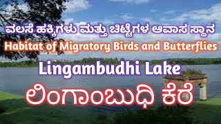 ವಲಸೆ ಹಕ್ಕಿಗಳು ಮತ್ತು ಚಿಟ್ಟೆಗಳ ಆವಾಸ ಸ್ಥಾನ | Habitat of migratory birds \u0026 butterflies | ಲಿಂಗಾಂಬುಧಿ ಕೆರೆ