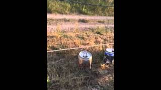 Genius goats versus electric fence