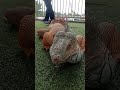 wow cantiknya iguana..