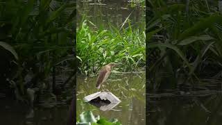 Malagasy Pond-heron (Ardeola idae) - Bird. 4K-UHD Video.  .Birds Of Tanzania