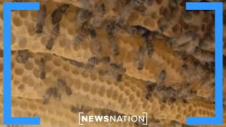 Ohio man stung by bees 20,000 times | NewsNation Prime