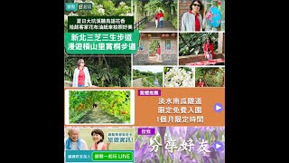 三芝三生步道賞桐｜一場絕美邂逅！雪白油桐花，古色古香油紙傘點綴，更添古韻情懷！