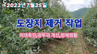 도장지 제거작업(비대촉진,광투과개선,방제력개선