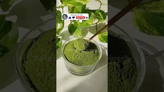 मोरिंगा पाउडर के फ़ायदे व नुकसान || Benefits and Side Effects of Moringa Powder #shorts #motivation