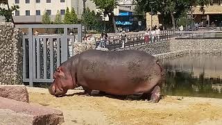 Сенсация! Огромный бегемот в Харькове!🦛Unreal beauty hippopotamus in the Kharkov city zoo!