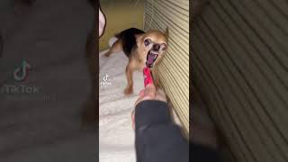 chihuahua dog gets mad for no reason