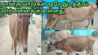 மொத்தமாக 4 மாடுகள் ஒரே இடத்தில் விற்பனைக்கு உள்ளது