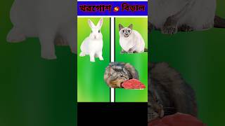 খরগোশ বনাম বিড়াল 🔥 rabbit vs cat ।।😯।। #ytshorts #viral