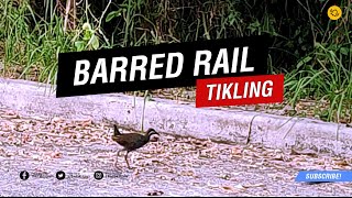 TIKLING | THE LONER BARRED RAIL