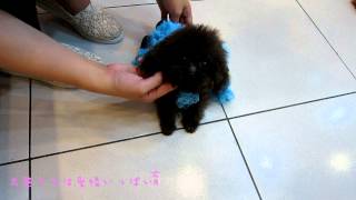 Tiny Teacup Poodle 958 - 130531 Teacup Poodle Toy Poodle Tiny Teacup Poodle Pocket Poodle