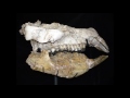 lecture 79 extinct and living perissodactyla