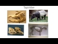 lecture 79 extinct and living perissodactyla