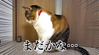 ドアの前で飼い主の帰りを待っている猫が健気すぎた