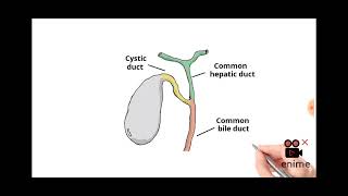 Gallbladder || पित्ताशय || पित्ताशय के कार्य || Bile Juice