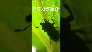 みんなわかるかな！？クワガタ紹介