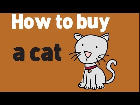 How to Buy a Cat? Buying a Cat and Kittens Tips How to Buy a Cat? Buying a Cat and Kittens Tips