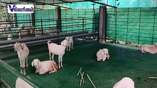 பட்டியில் இருந்த 25 ஆடுகள் திருட்டு போலீஸ் விசாரணை | Police | Goat Theft |