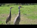 BIRD SOUNDS - BIG SANDHILL CRANES TALKING TO ME - FLORIDA WILDLIFE - FEEDING GIANT RED HEAD BIRDS
