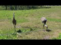 BIRD SOUNDS - BIG SANDHILL CRANES TALKING TO ME - FLORIDA WILDLIFE - FEEDING GIANT RED HEAD BIRDS