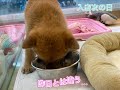 312055. 柴犬　2021年7月30日生まれ　女の子　新潟県