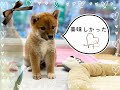 312055. 柴犬　2021年7月30日生まれ　女の子　新潟県