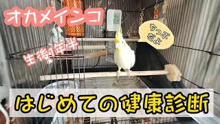 オカメインコの健康診断へいってきました🐥#オカメインコ #オカメインコルチノー