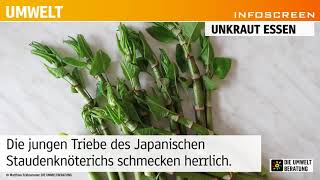 Infoscreen-Umwelt-Tipp: Japanischen Staudenknöterich essen