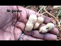 வேர்க்கடலை அறுவடை செய்யலாம் மாடித்தோட்டத்தில் terrace garden harvesting peanuts happy😍😍😍😍😍😍