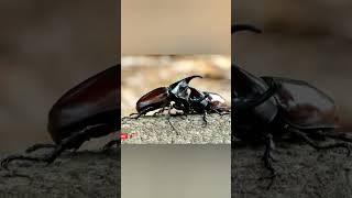 two-horned sting fight #shorts #feedshorts #dunk #beetle #animals #natgeo #netflix #most #4k #wild