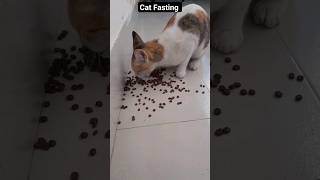 Cat Fasting #shorts #catpusic #pusic cat #pikucat #cutecat #funny #funnycats #kissa @conitv