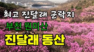 부천 원미산 진달래동산 *한번 가볼만한 수도권 최고의 진달래군락지 (부천 종합운동장뒤 원미산 )