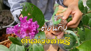 วิธีขยายพันธุ์ #ม่วงส่าหรี และชมพูส่าหรี ดอกไม้ริมรั้วสีสวยสบายตา