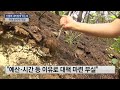 산불에 새카맣게 탔는데...이젠 산사태 걱정 ytn 사이언스