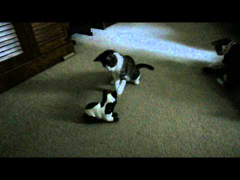 Black and White Ceramic Cat and the Kittens Black and White Ceramic Cat and the Kittens