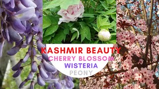 Cherry Blossom I Wisteria I Peony I Kashmir Flower I Spring Flower I Beauty of Kashmir I Azad Vision