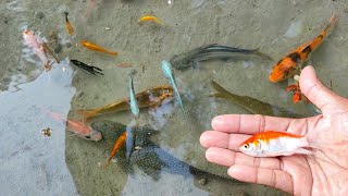 Find Colorful Ornamental fish, Goldfish betta fish, Catfish, lobster, koi fish, animals Videos