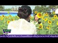 650211 vcr 26 ลพบุรี เปิดทุ่งทานตะวันบาน