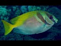 determination of microplastic accumulation and its effect on rabbitfish siganus guttatus