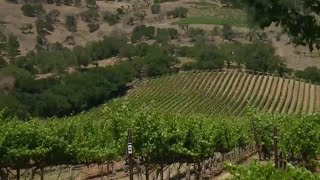 Napa Valley vintners believe 2023’s wine will be the “vintage of a lifetime”