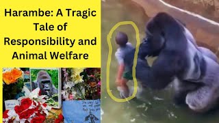 A sad story of Harambe | Tragic Tale of Responsibility and Animal Welfare