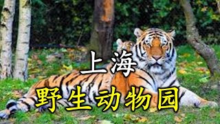 Shanghai Wild Animal Park - 上海野生动物园